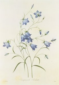 Campanula, graveret af Victor, fra 